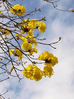 コガネノウゼンの写真