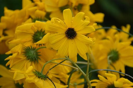 沢山の黄色 花,植物,黄色の写真素材