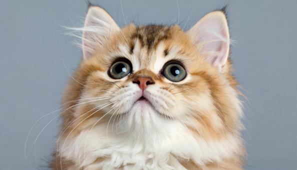 ふわふわの子猫の写真