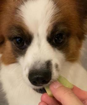 マスクメロンを食べる犬 マスクメロンを食べる犬の写真