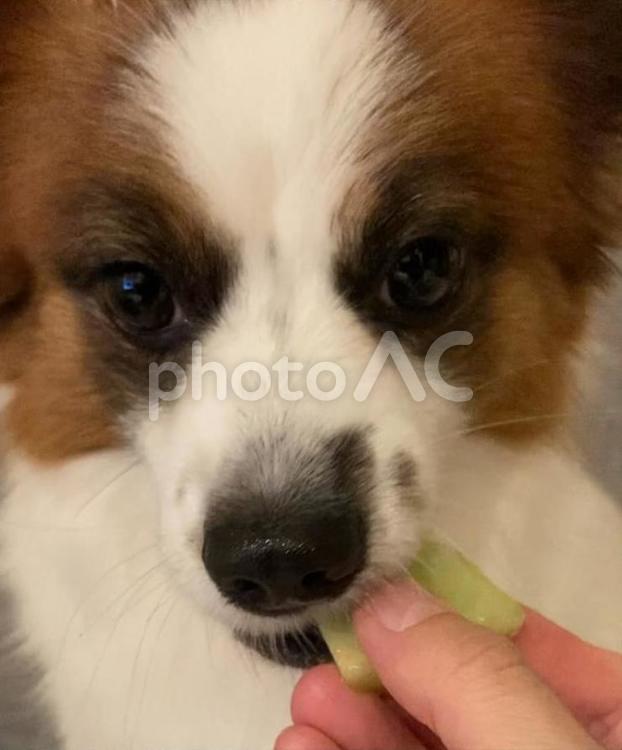マスクメロンを食べる犬 パピヨン,papillon,犬の写真素材