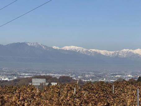晩秋のワイン用ぶどう畑と北アルプス 空,ワイン用ぶどう,青空の写真素材