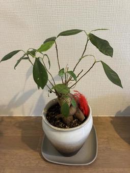 ガジュマル ガジュマル,観葉植物,鉢植えの写真素材