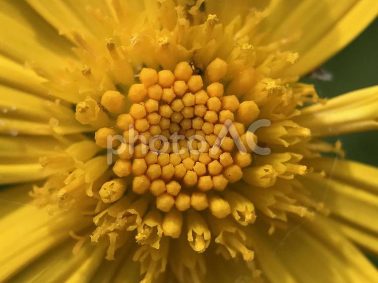 神田川4月：マーガレットコスモスの花 マーガレットコスモス,マクロ,接写の写真素材