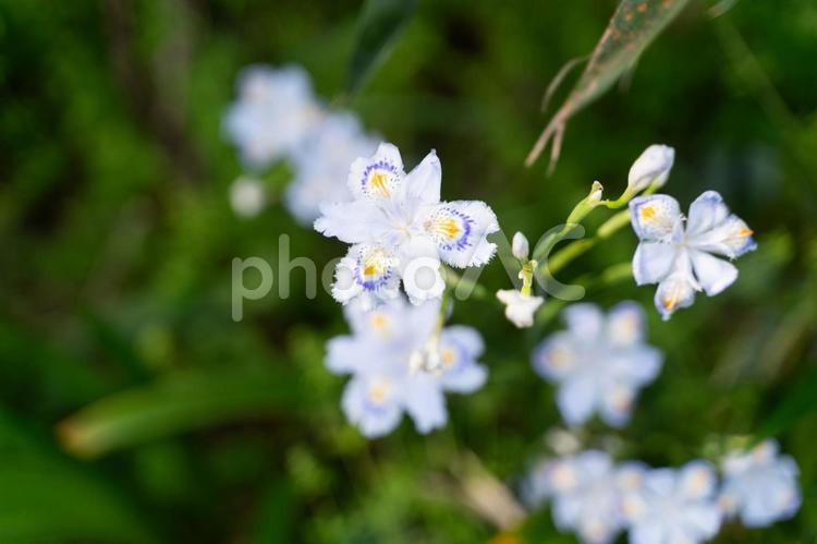 森に咲く白いシャガの花② シャガ,アヤメ科,白い花の写真素材