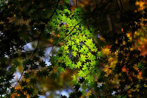 夏もみじと紅葉② 夏もみじと紅葉②の写真