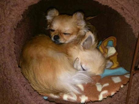 ハウスで眠るチワワの写真