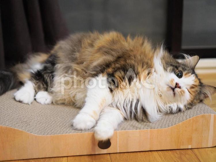 猫（ノルウェイジャンフォレストキャット） 猫,ねこ,ネコの写真素材