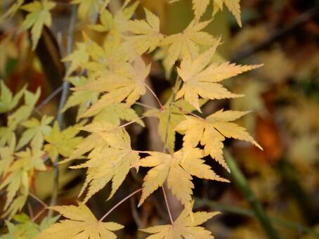 【紅葉写真】美しい紅葉風景 モミジ,紅葉,晩秋の写真素材