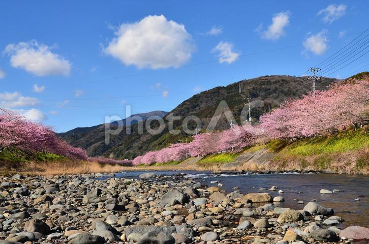 堤いっぱいに咲く河津桜（静岡県河津町） 河津桜,桜,満開の写真素材
