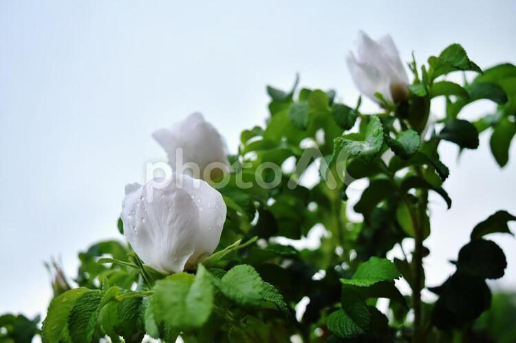 白の花　背景白　清潔感　 白の花,背景白,清潔感の写真素材