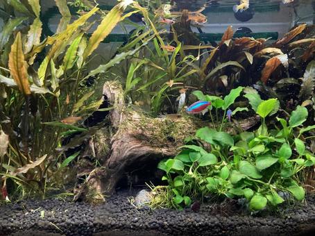 熱帯魚 熱帯魚 熱帯魚,ネオンテトラ,水草水槽の写真素材