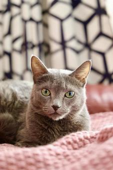 ピンクのブランケットに座るロシアンブルー ねこ,ロシアンブルー,グレーの写真素材