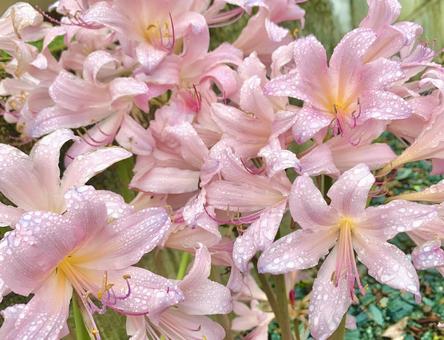 雨に濡れたナツズイセン1 雨に濡れたナツズイセン1 ナツズイセン,夏水仙,ピンク色の写真素材