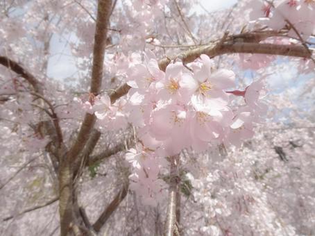 サクラ サクラの写真