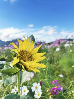 コスモス畑に咲くヒマワリ 空,ヒマワリ,青空の写真素材