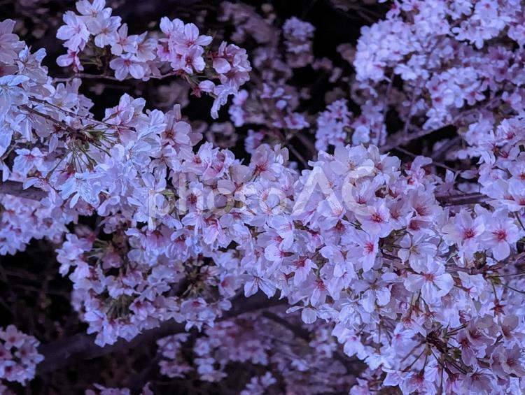 鶴舞公園の夜桜 夜桜,ライトアップ,桜の写真素材