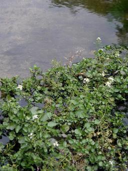 クレソンの花 クレソンの花の写真