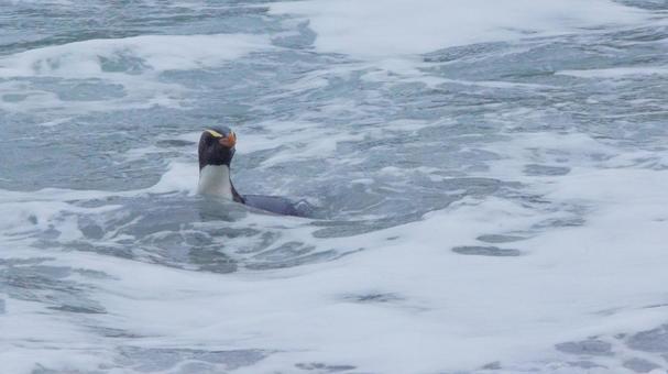 泳ぐフィヨルドランドペンギン ペンギン,フィヨルドランドペンギン,キマユペンギンの写真素材