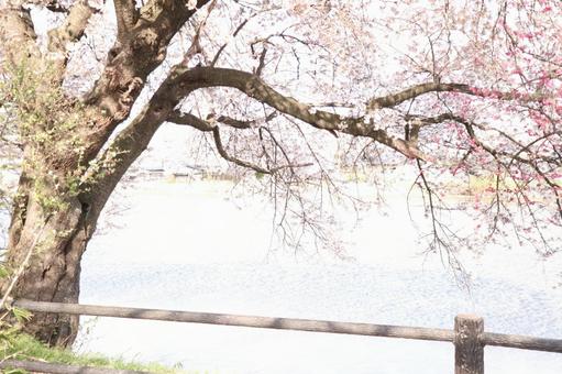 湖畔の桜 湖畔の桜の写真