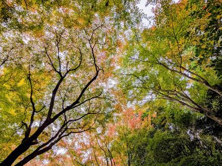 龍野公園の紅葉に癒される4 紅葉,もみじ,秋の写真素材