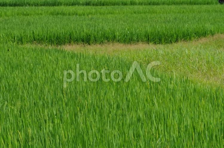 夏の水田　（自然・植物） お米,コメ,水田の写真素材