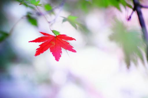 美しい秋の紅葉と爽やかな背景 美しい秋の紅葉と爽やかな背景の写真