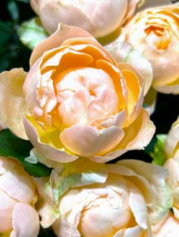 丸みを帯びたバラ 丸みを帯びたバラ バラ,花,アップの写真素材