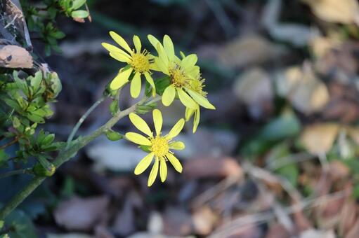 黄色の花びらのツワブキの花のアップ 黄色,花びら,ツワブキの写真素材