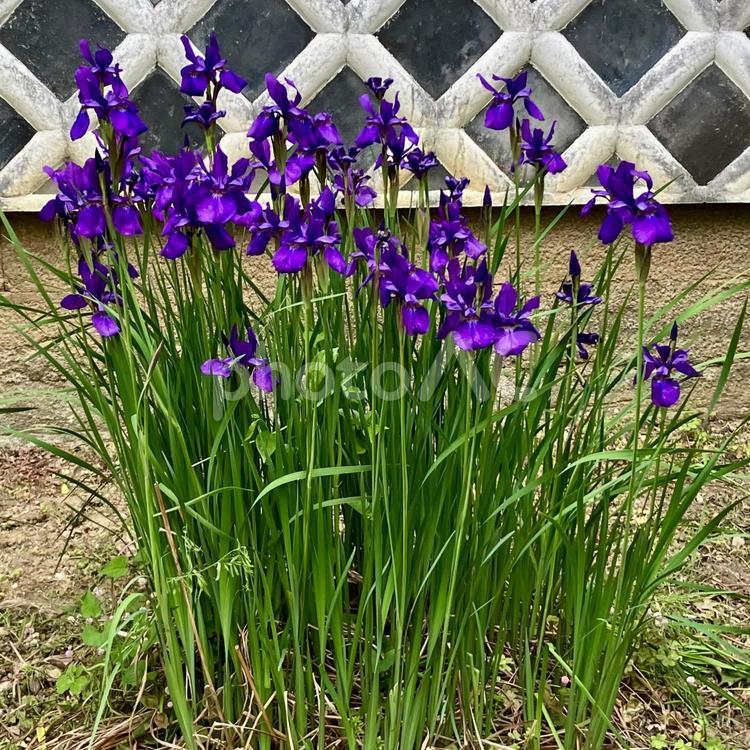 花★菖蒲　アヤメ　あやめ　紫 菖蒲,アヤメ,あやめの写真素材