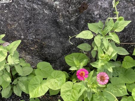 Photo, snow crab, flower, pink, 