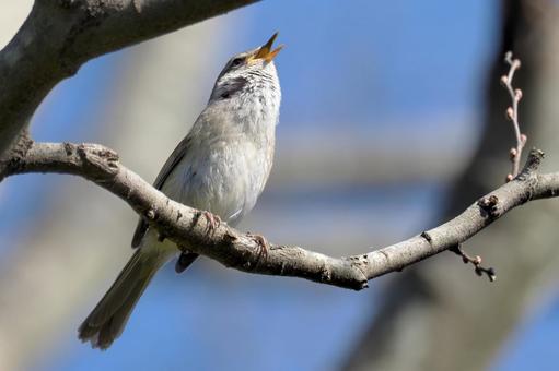 ホーホケキョ3 ホーホケキョ3 鶯,うぐいす,ウグイスの写真素材