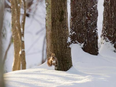 エゾリス エゾリス 冬,動物,小動物の写真素材