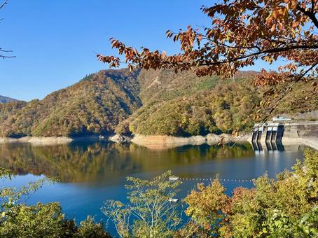 秋の福井の九頭竜ダム　紅葉に色づく湖 秋,晩秋,九頭竜ダムの写真素材