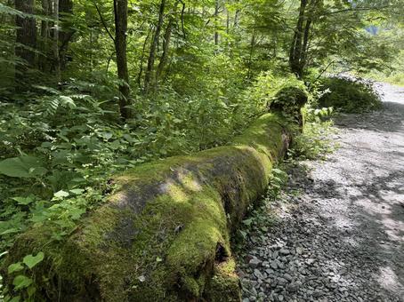 上高地 上高地,自然,夏の写真素材