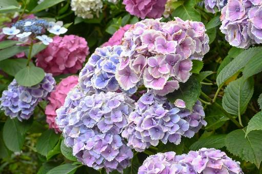 紫陽花 紫陽花 アジサイ,色,花の写真素材
