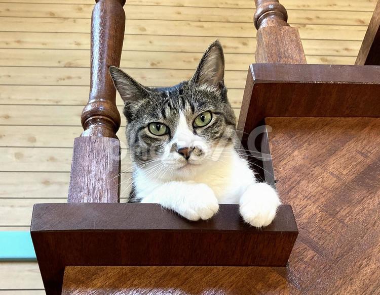 階段猫　ジトっとした目で何やら思案中 猫,ペット,動物の写真素材