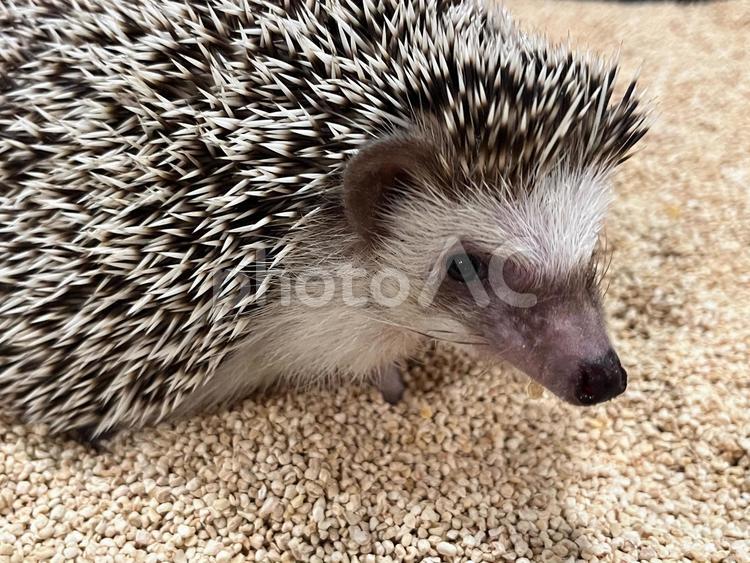 ハリネズミアップ ハリネズミ,はりねずみ,針鼠の写真素材