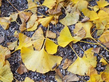 いちょうの落葉 秋 日本 自然 風景 イチョウ,銀杏,秋の写真素材
