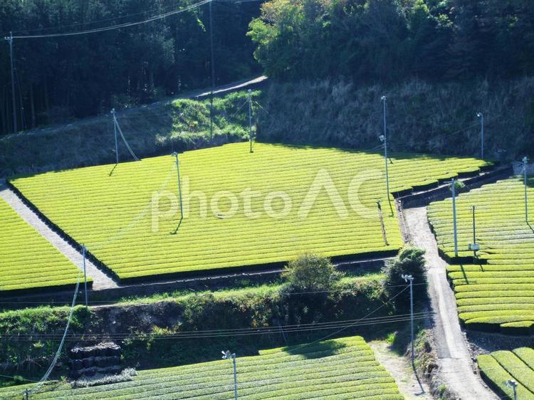 鮮やかなグリーン　新茶の畑 新茶,茶畑,グリーンの写真素材