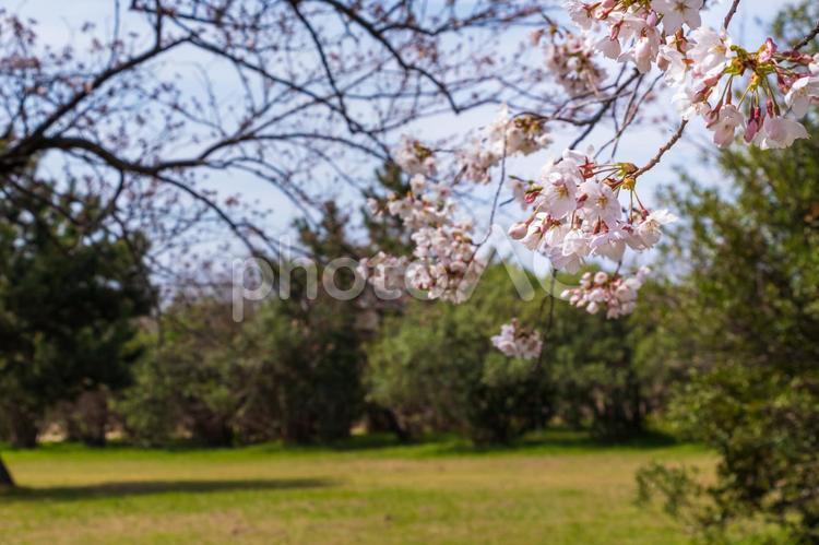 桜が咲く春の公園 桜,公園,花の写真素材