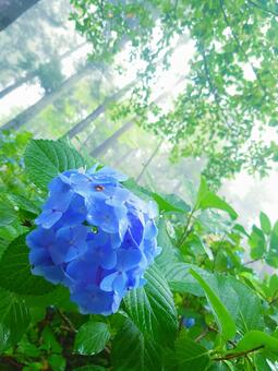 雨上がりの森に咲くあじさい あじさい,青,水滴の写真素材