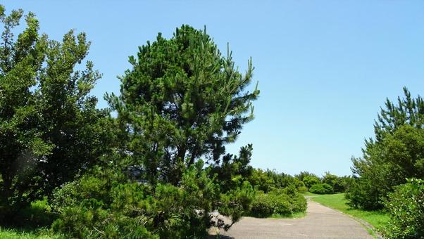 新宮港緑地公園(和歌山県) 新宮港緑地公園(和歌山県) 公園,青空,キャンプの写真素材