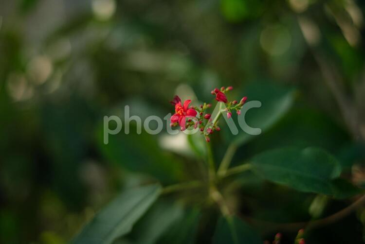 温室ガーデンの色鮮やかな熱帯植物 東京,深大寺植物園,調布の写真素材
