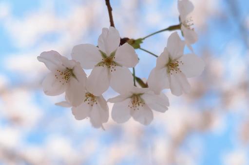 桜 サクラ 染井吉野 春の花 青空 桜 サクラ 染井吉野 春の花 青空の写真
