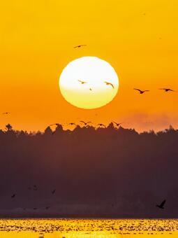 伊豆沼の朝(603) 伊豆沼,朝,朝焼けの写真素材