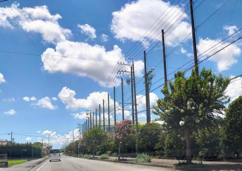 百日紅の街路樹 白い花、ピンクの花 百日紅の街路樹 白い花、ピンクの花の写真