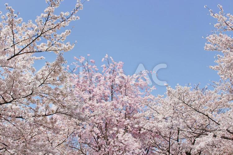 白とピンクの桜3 桜,ピンク,春の写真素材