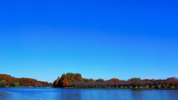 水元公園の紅葉・煉瓦色の木立＆池・葛飾区 秋,水元公園,紅葉の写真素材