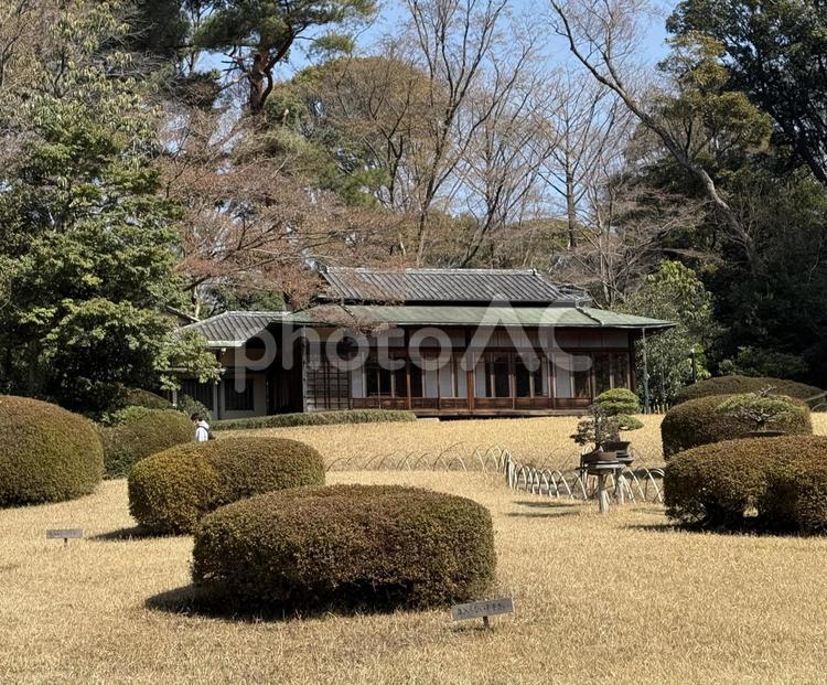 明治神宮　御苑　隔雲亭 数寄屋造り,松,森の写真素材